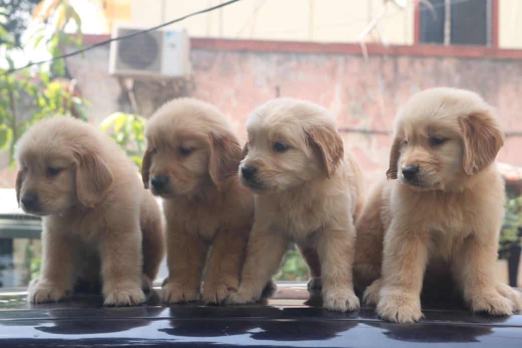 Golden Retriever